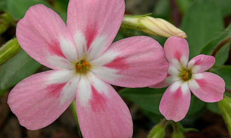 Creeping Phlox, Mounding Phlox: Easy To Grow Perennial Plants