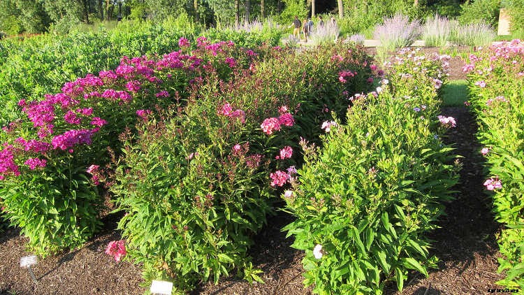 Creeping Phlox, Mounding Phlox: Easy To Grow Perennial Plants