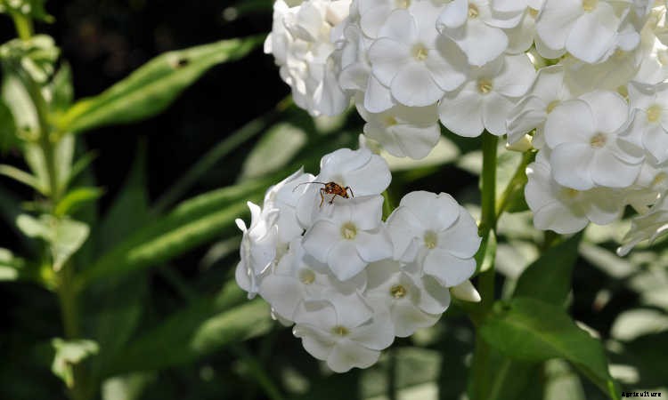 Creeping Phlox, Mounding Phlox: Easy To Grow Perennial Plants