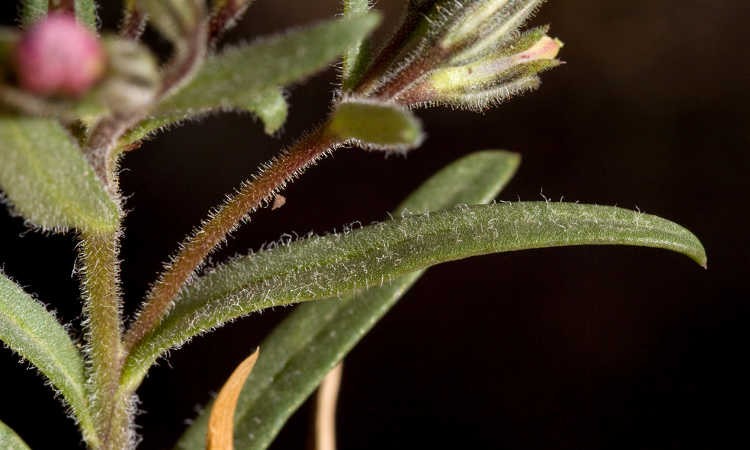 Creeping Phlox, Mounding Phlox: Easy To Grow Perennial Plants