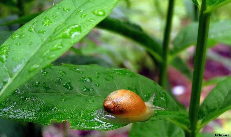 Creeping Phlox, Mounding Phlox: Easy To Grow Perennial Plants