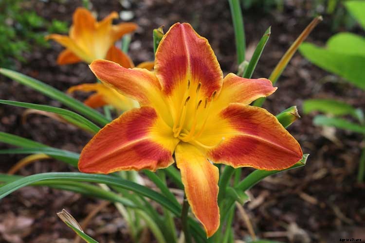 Creating a Pet-Safe Garden: A Guide to Toxic and Non-Toxic Plants