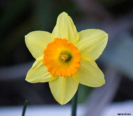 Creating a Pet-Safe Garden: A Guide to Toxic and Non-Toxic Plants