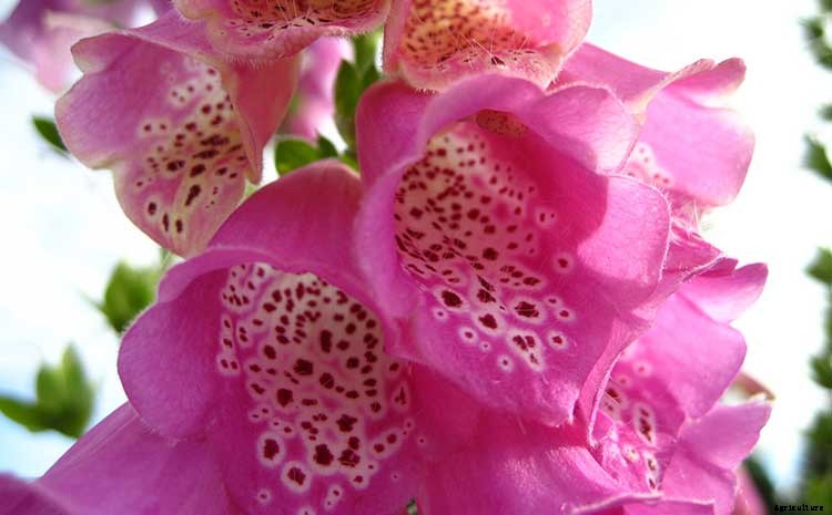 Creating a Pet-Safe Garden: A Guide to Toxic and Non-Toxic Plants