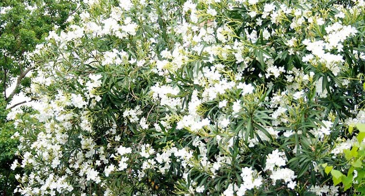 Creating a Pet-Safe Garden: A Guide to Toxic and Non-Toxic Plants