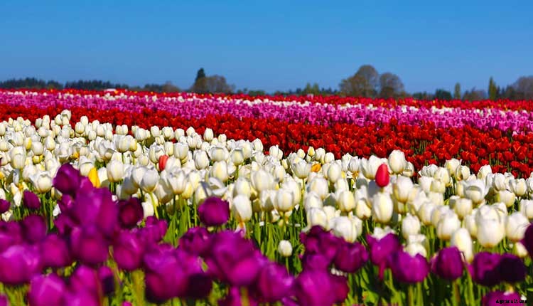 Creating a Pet-Safe Garden: A Guide to Toxic and Non-Toxic Plants