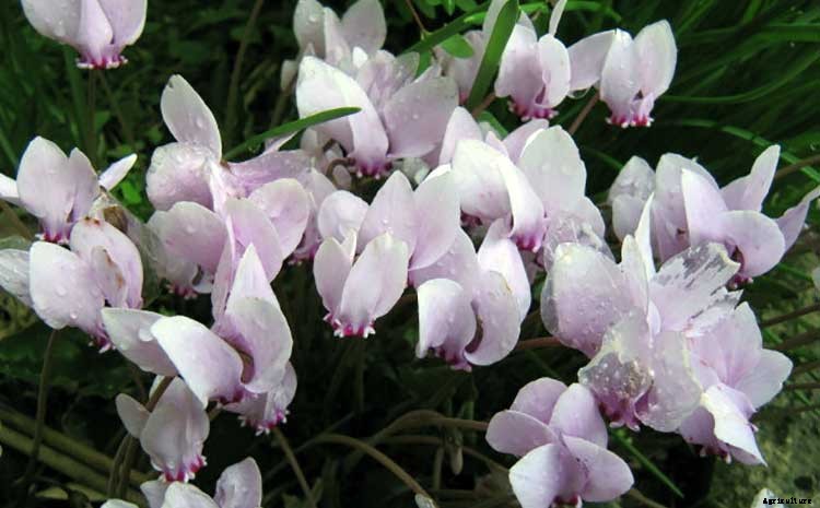 Creating a Pet-Safe Garden: A Guide to Toxic and Non-Toxic Plants