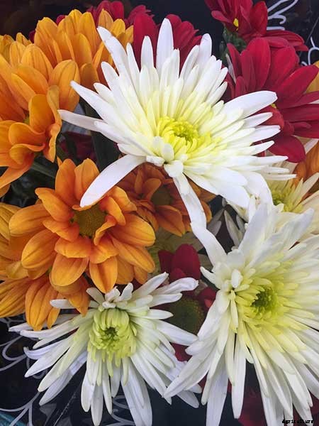 Creating a Pet-Safe Garden: A Guide to Toxic and Non-Toxic Plants