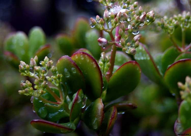 Creating a Pet-Safe Garden: A Guide to Toxic and Non-Toxic Plants