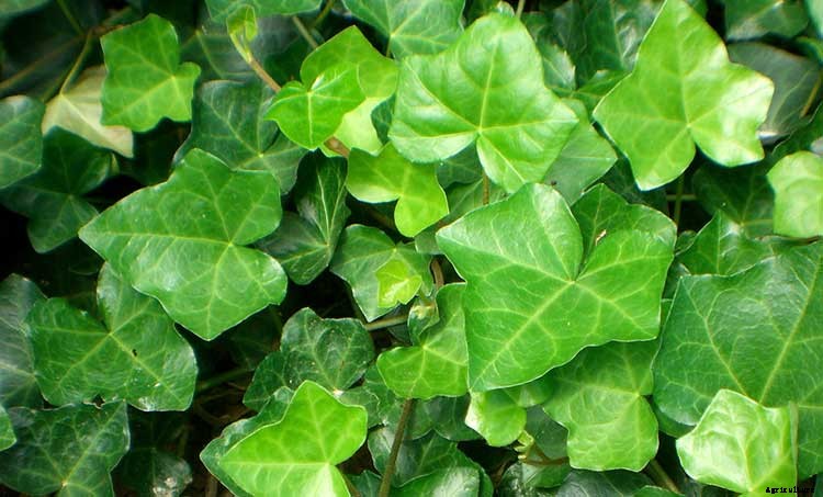 Creating a Pet-Safe Garden: A Guide to Toxic and Non-Toxic Plants