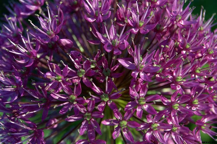 Creating a Pet-Safe Garden: A Guide to Toxic and Non-Toxic Plants