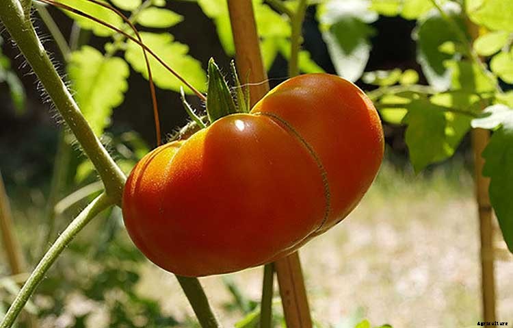 Creating a Pet-Safe Garden: A Guide to Toxic and Non-Toxic Plants