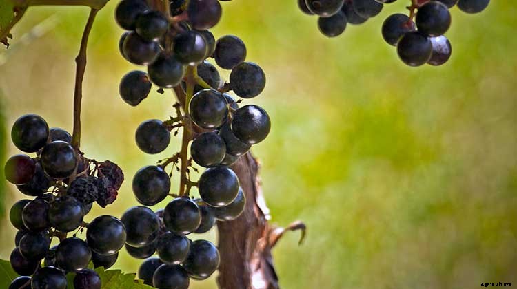 Creating a Pet-Safe Garden: A Guide to Toxic and Non-Toxic Plants