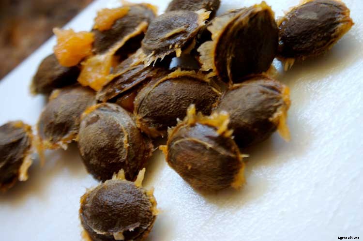 Creating a Pet-Safe Garden: A Guide to Toxic and Non-Toxic Plants