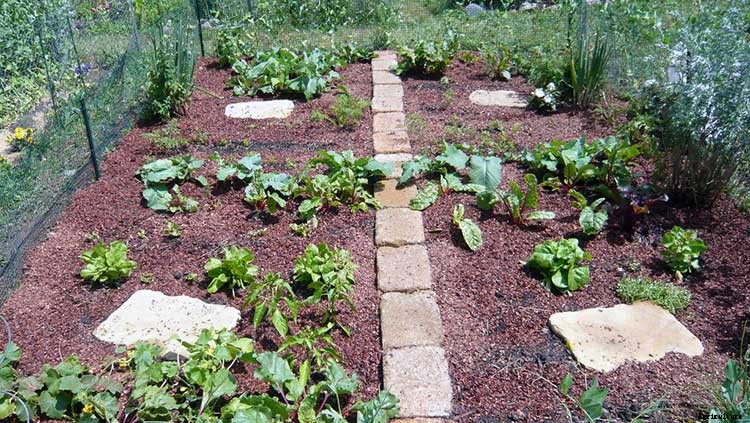 Creating a Pet-Safe Garden: A Guide to Toxic and Non-Toxic Plants