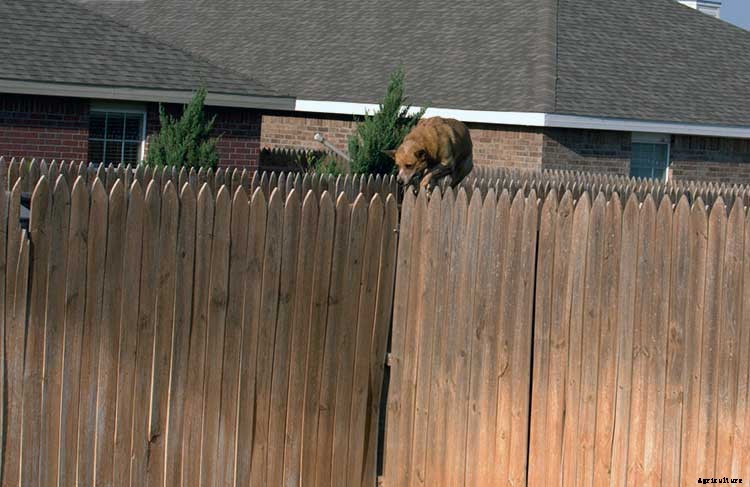 Creating a Pet-Safe Garden: A Guide to Toxic and Non-Toxic Plants