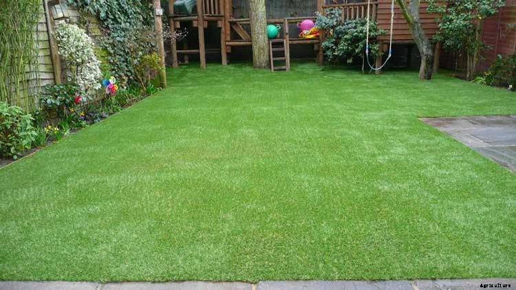 Creating a Pet-Safe Garden: A Guide to Toxic and Non-Toxic Plants