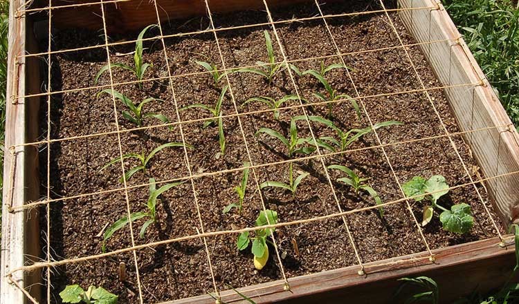 Creating a Pet-Safe Garden: A Guide to Toxic and Non-Toxic Plants