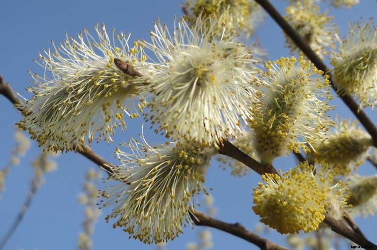 Pussy Willows: Exactly How to Care For This Beautiful Plant