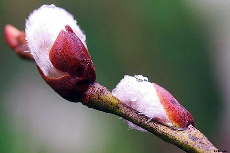 Pussy Willows: Exactly How to Care For This Beautiful Plant