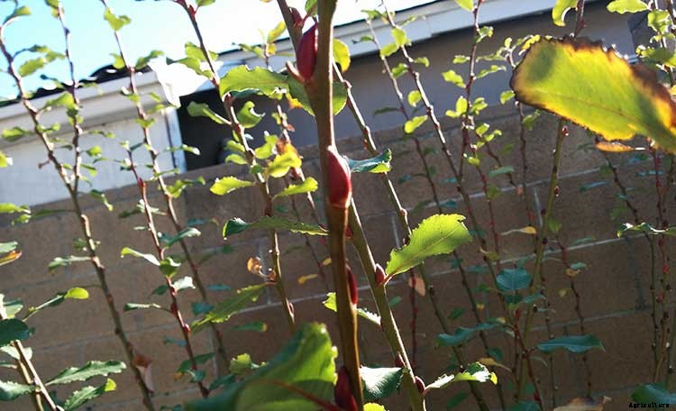 Pussy Willows: Exactly How to Care For This Beautiful Plant