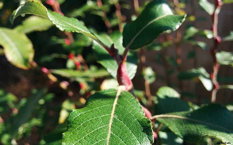 Pussy Willows: Exactly How to Care For This Beautiful Plant