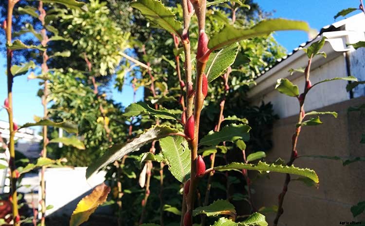 Pussy Willows: Exactly How to Care For This Beautiful Plant