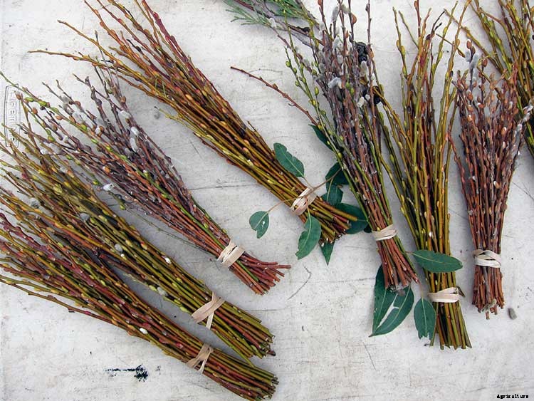 Pussy Willows: Exactly How to Care For This Beautiful Plant