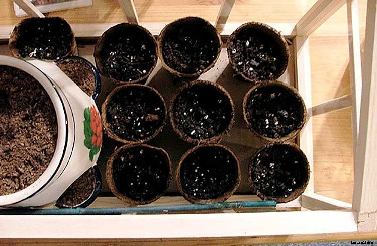 Peat Pots: Biodegradable Planters For Your Garden