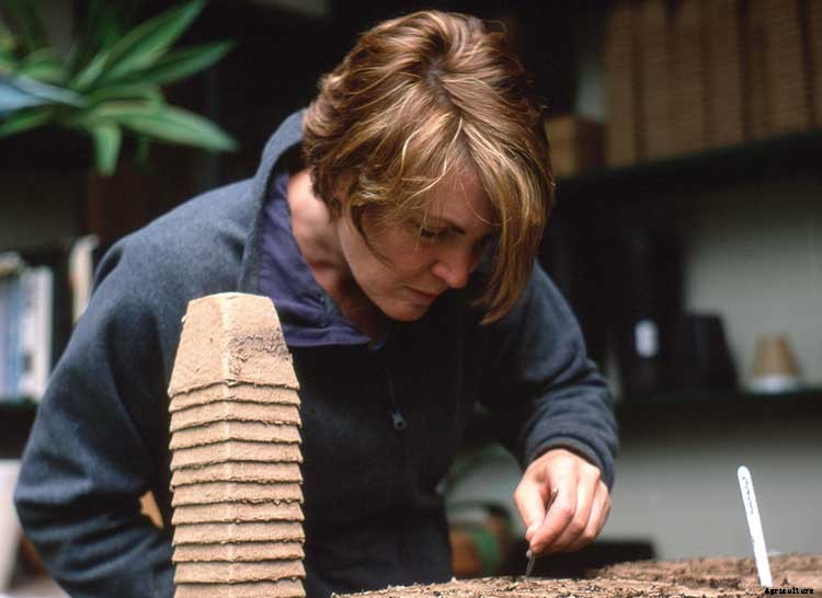 Peat Pots: Biodegradable Planters For Your Garden