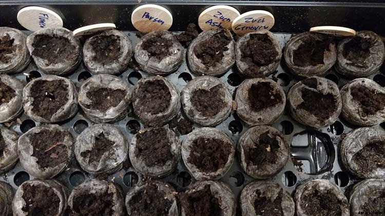 Peat Pots: Biodegradable Planters For Your Garden