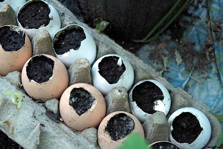 Peat Pots: Biodegradable Planters For Your Garden