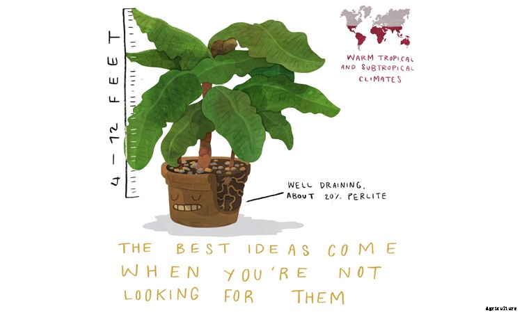 Dwarf Banana Tree: Growing Banana Plants as Ornamentals