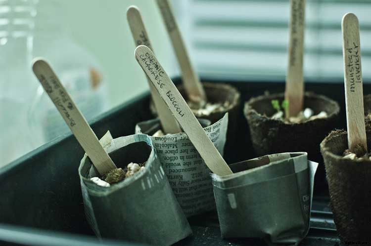 Peat Pots: Biodegradable Planters For Your Garden