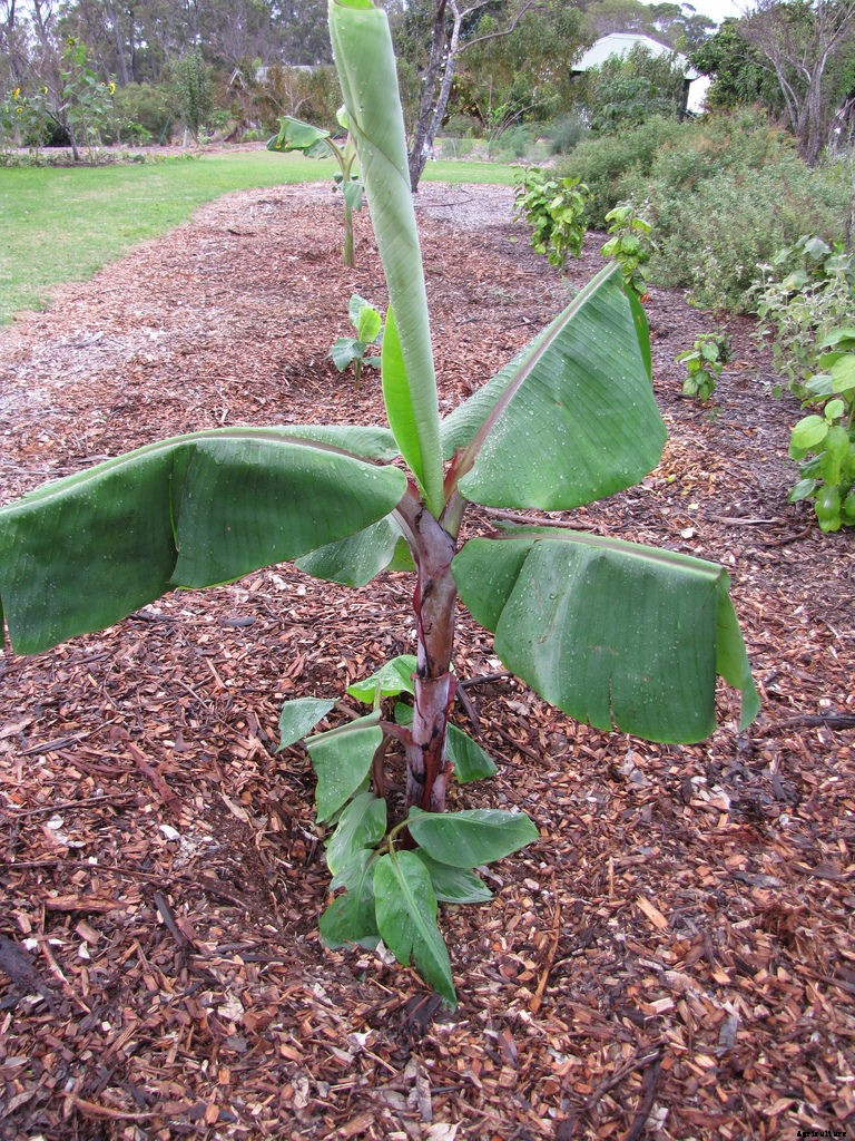Dwarf Banana Tree: Growing Banana Plants as Ornamentals