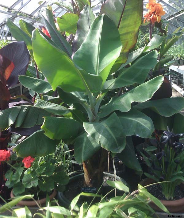 Dwarf Banana Tree: Growing Banana Plants as Ornamentals