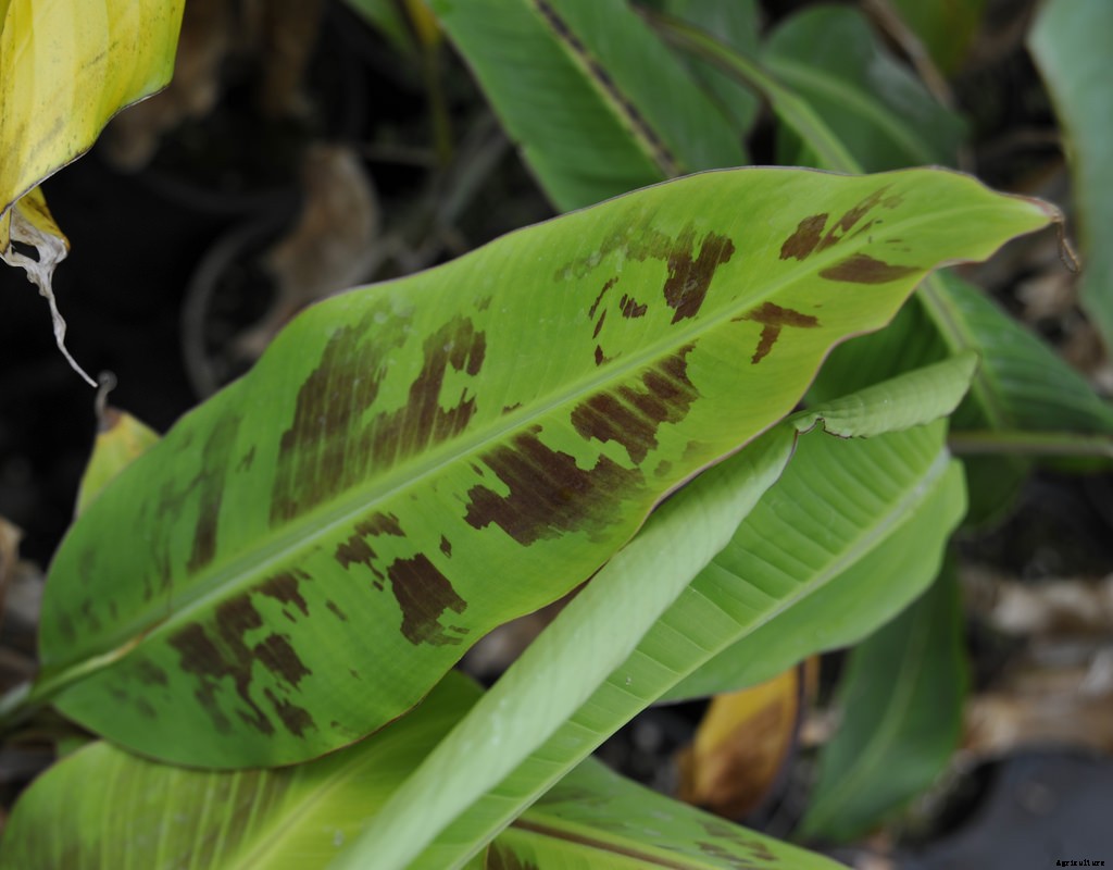 Dwarf Banana Tree: Growing Banana Plants as Ornamentals