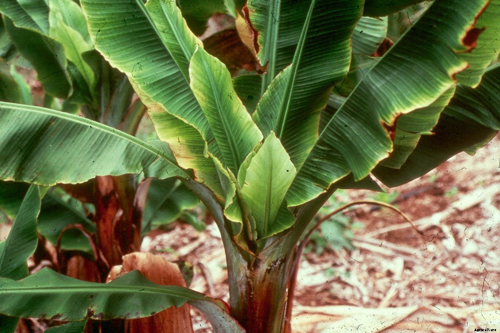 Dwarf Banana Tree: Growing Banana Plants as Ornamentals