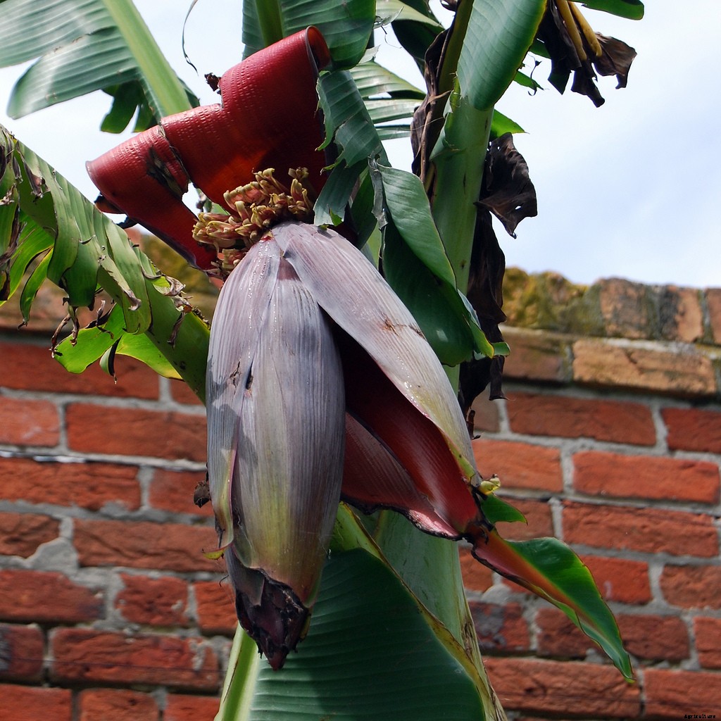 Dwarf Banana Tree: Growing Banana Plants as Ornamentals