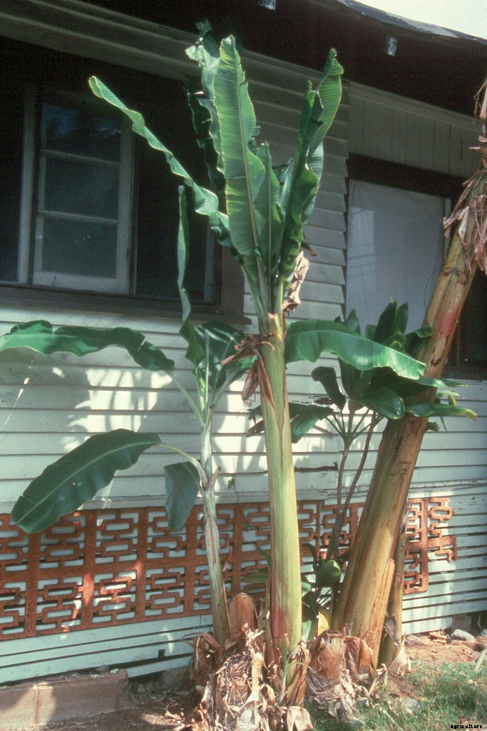 Dwarf Banana Tree: Growing Banana Plants as Ornamentals