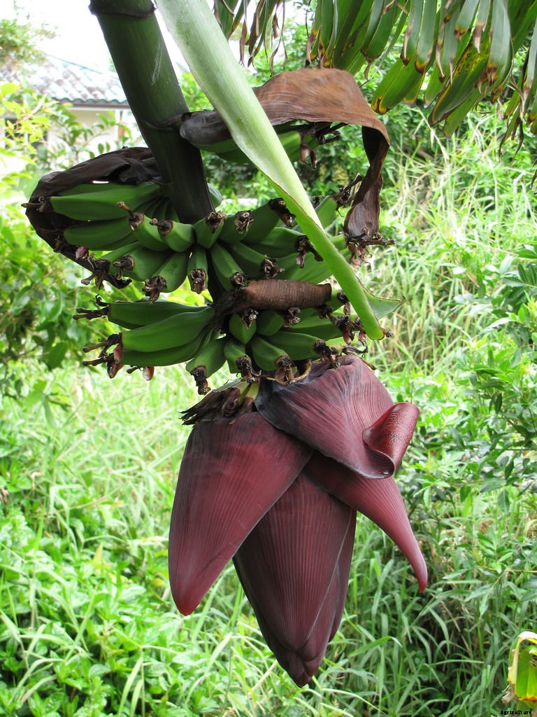 Dwarf Banana Tree: Growing Banana Plants as Ornamentals