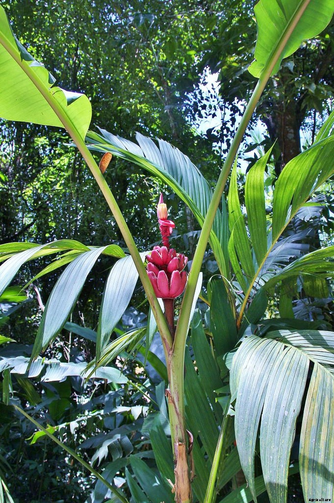 Dwarf Banana Tree: Growing Banana Plants as Ornamentals