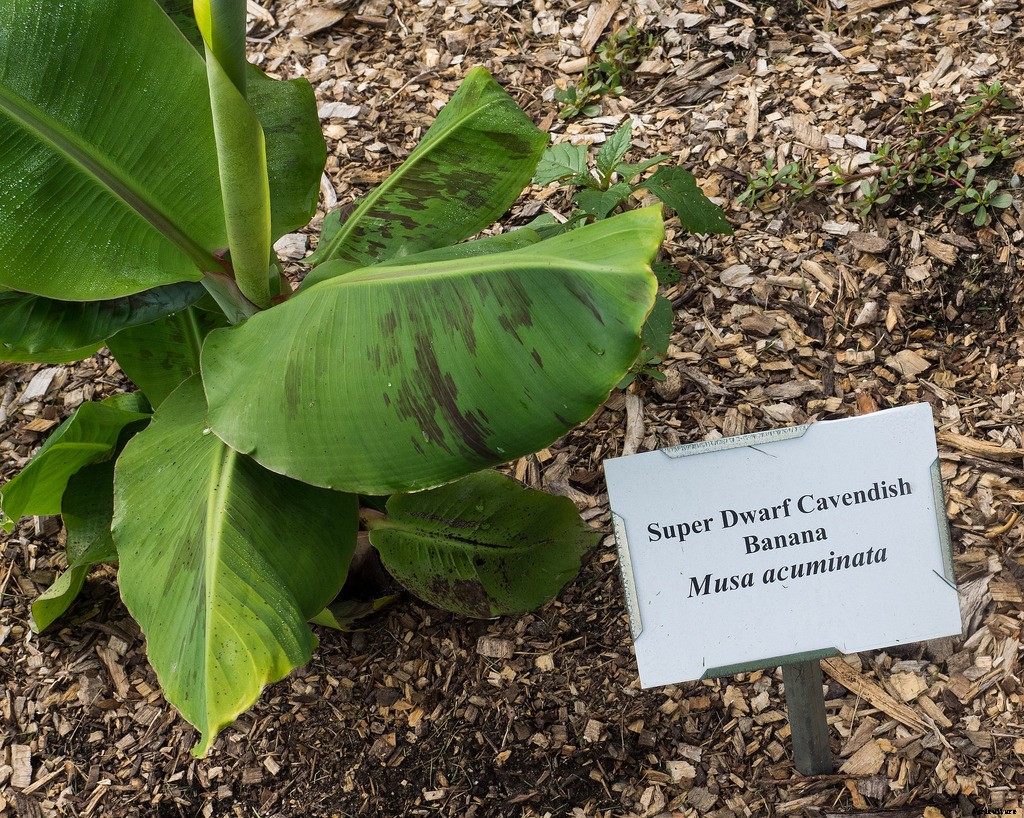 Dwarf Banana Tree: Growing Banana Plants as Ornamentals