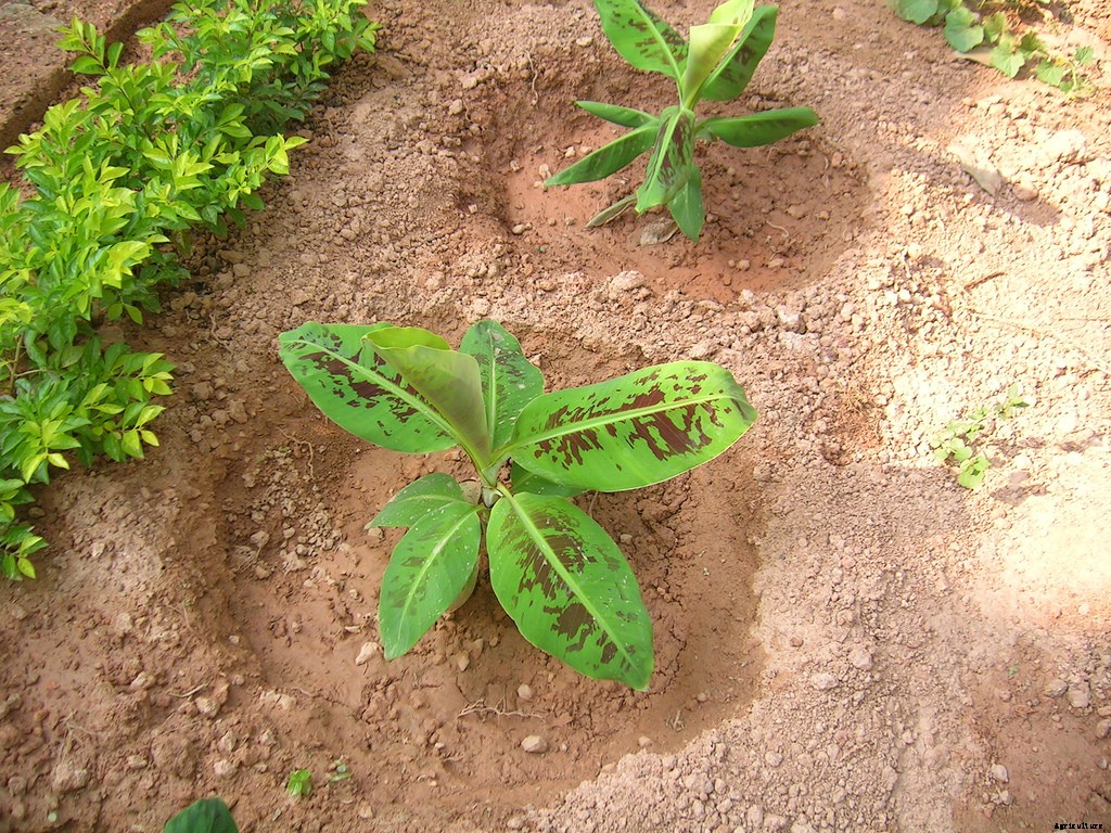 Dwarf Banana Tree: Growing Banana Plants as Ornamentals