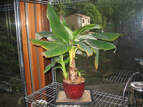 Dwarf Banana Tree: Growing Banana Plants as Ornamentals