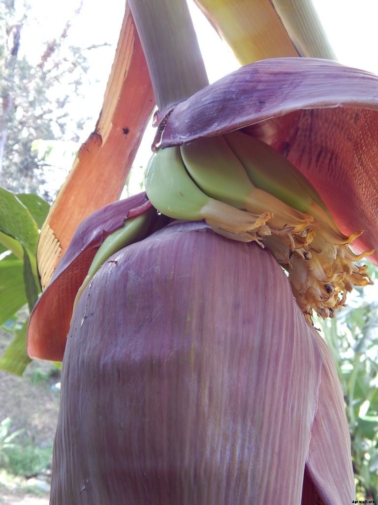 Dwarf Banana Tree: Growing Banana Plants as Ornamentals