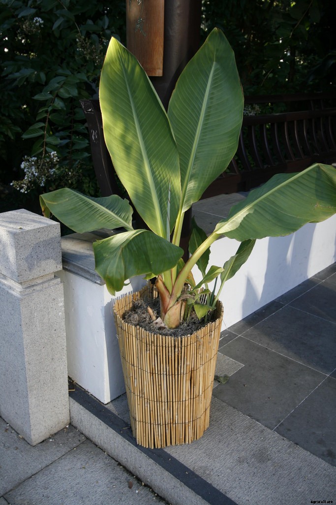 Dwarf Banana Tree: Growing Banana Plants as Ornamentals