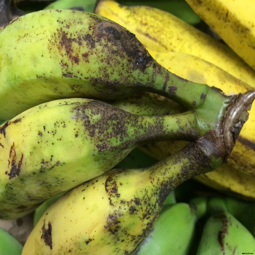 Dwarf Banana Tree: Growing Banana Plants as Ornamentals