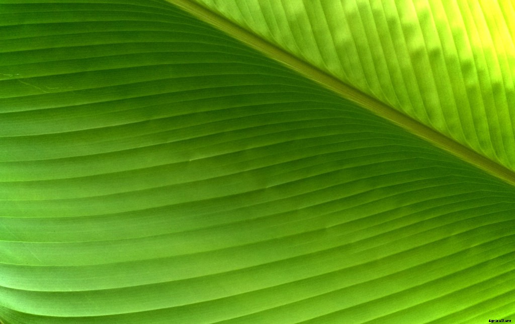 Dwarf Banana Tree: Growing Banana Plants as Ornamentals