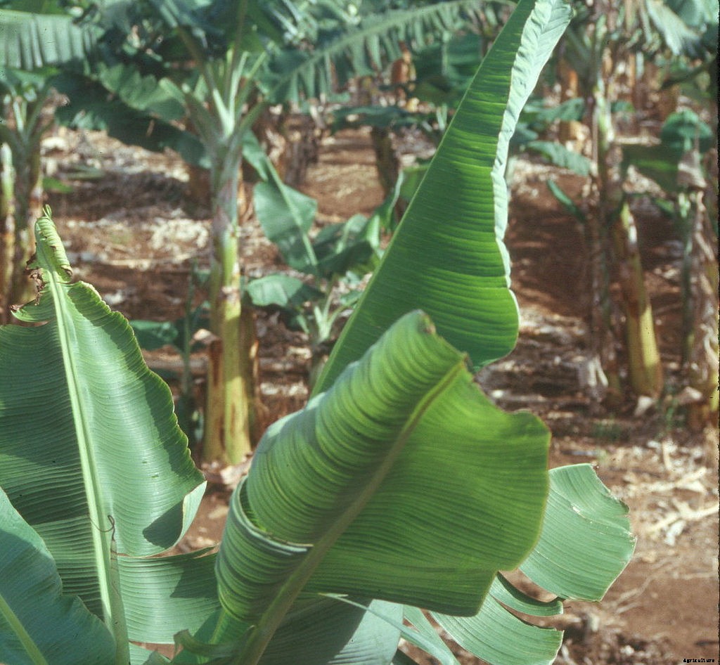 Dwarf Banana Tree: Growing Banana Plants as Ornamentals